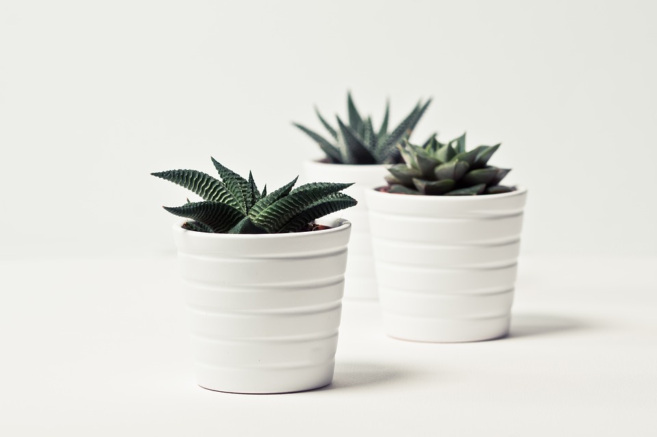  Wedding Favor - Succulent Plant | Stellaire